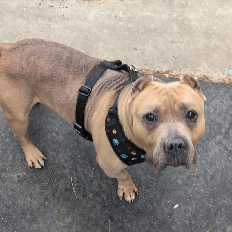 An adult medium-sized male Brown / Chocolate Pit Bull Terrier dog named Aad New Arrival! for adoption in Armonk, NY