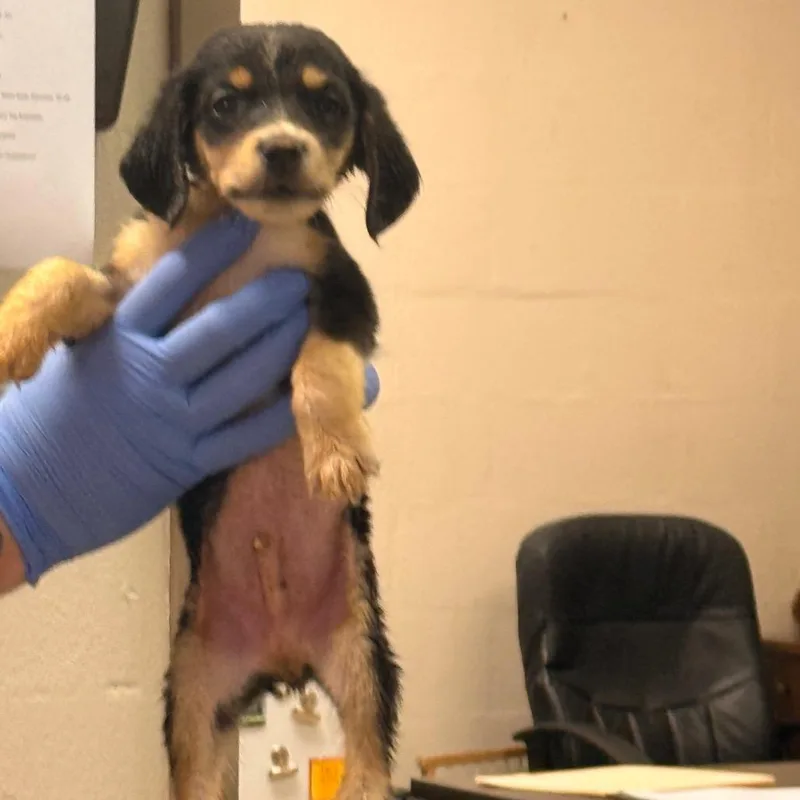 A baby small-sized male Dachshund dog named Marvin for adoption in Alexandria, VA