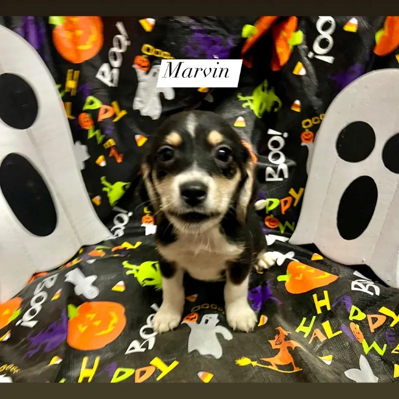 Marvin thumbnail 3