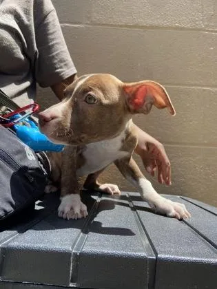 A baby medium-sized male Mixed Breed dog named Missy for adoption in West Chester, PA