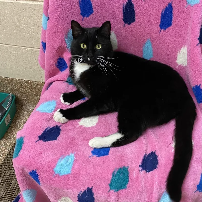 An adult large-sized male Black Domestic Short Hair cat named Bamby for adoption in Springfield, MA