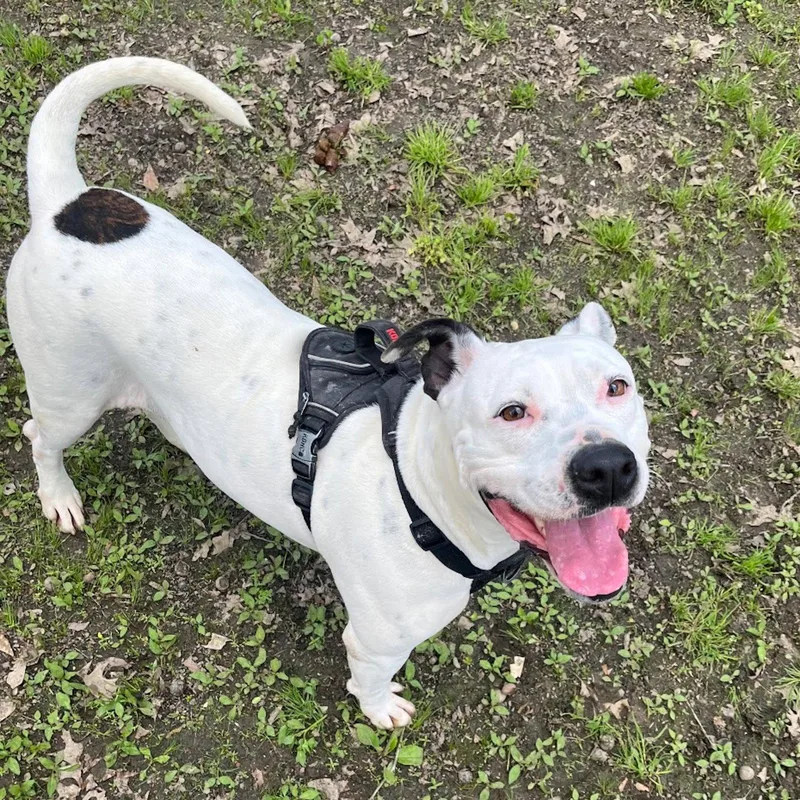 An adult medium-sized female Terrier dog named Sassy  Hope for adoption in Locust Fork, AL