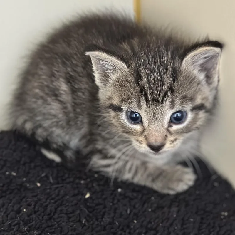 A baby small-sized male Brown / Chocolate Domestic Short Hair cat named Stingray for adoption in Hinesville, GA