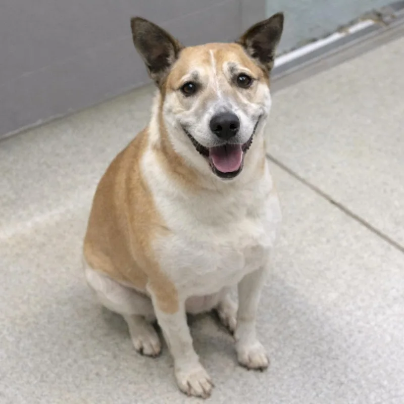 A senior medium-sized female Yellow / Tan / Blond / Fawn Cattle Dog dog named Candy for adoption in Hopkinton, MA