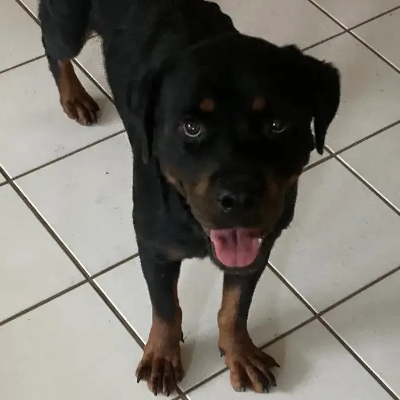 An adult large-sized female Rottweiler dog named Peggy for adoption in Polk, OH
