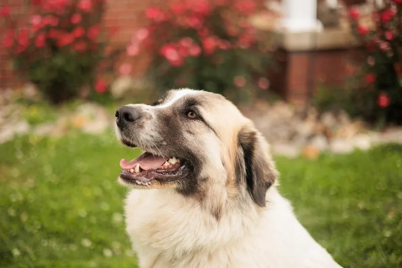 An adult large-sized female White / Cream Great Pyrenees dog named Oksana Betsytransport for adoption in Gradyville, KY
