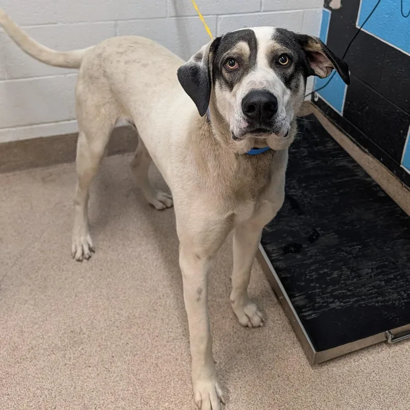 A young extra large-sized male White / Cream Anatolian Shepherd dog named Domino for adoption in Ardmore, OK