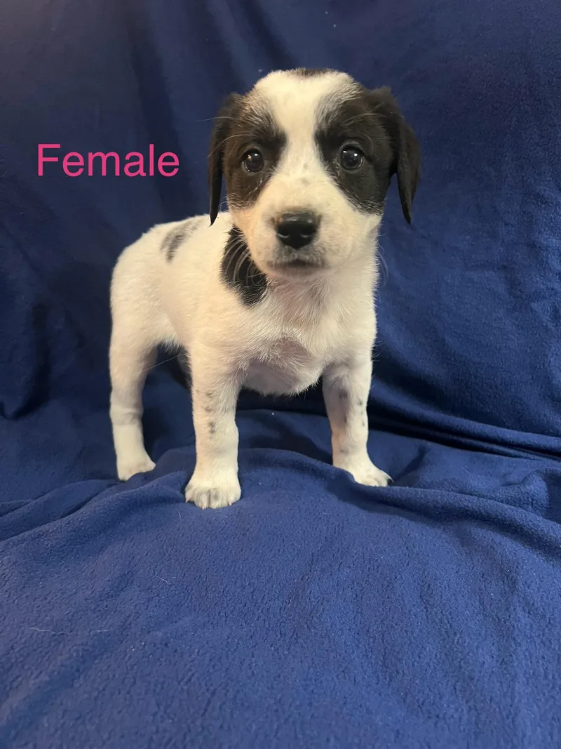 A baby large-sized female Black Labrador Retriever dog named Cookie Dough for adoption in Davisburg, MI