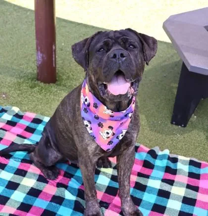 A young large-sized female Mixed Breed dog named Jada for adoption in Athens, GA