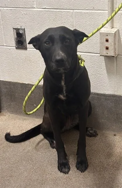 An adult medium-sized female German Shepherd Dog dog named Georgia Peach for adoption in Upper Marlboro, MD