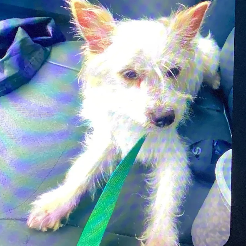 An adult small-sized female White / Cream Terrier dog named Sweety for adoption in New Orleans, LA