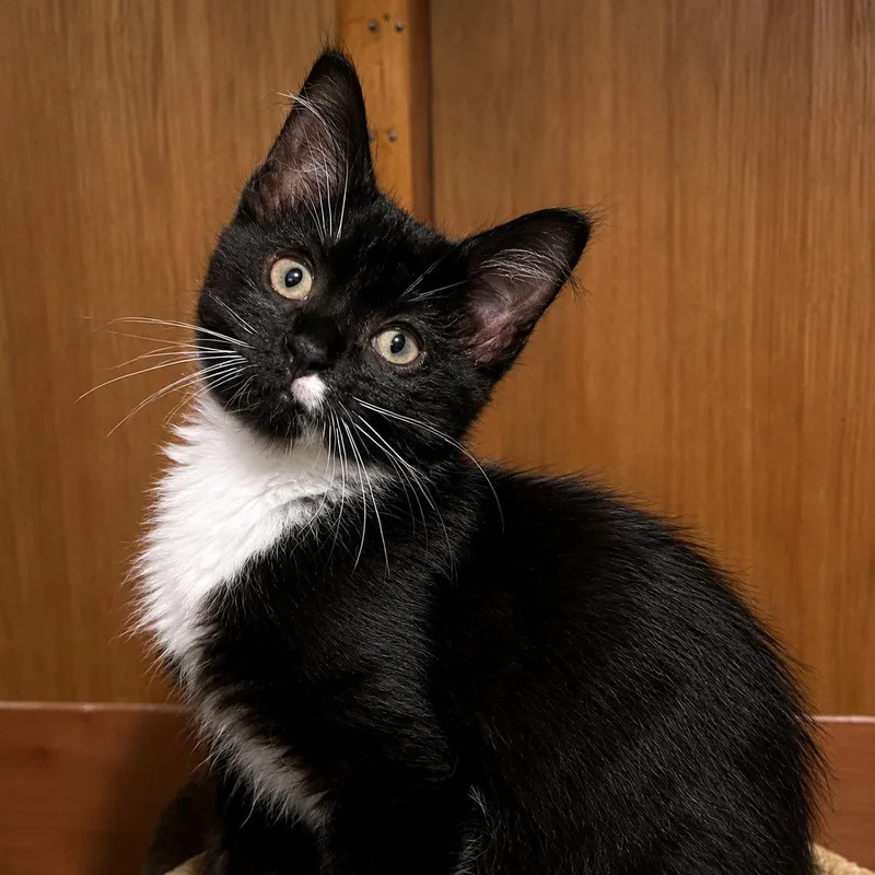 A baby medium-sized male Black & White / Tuxedo Domestic Long Hair cat named Beast Boy for adoption in Pontiac, MI