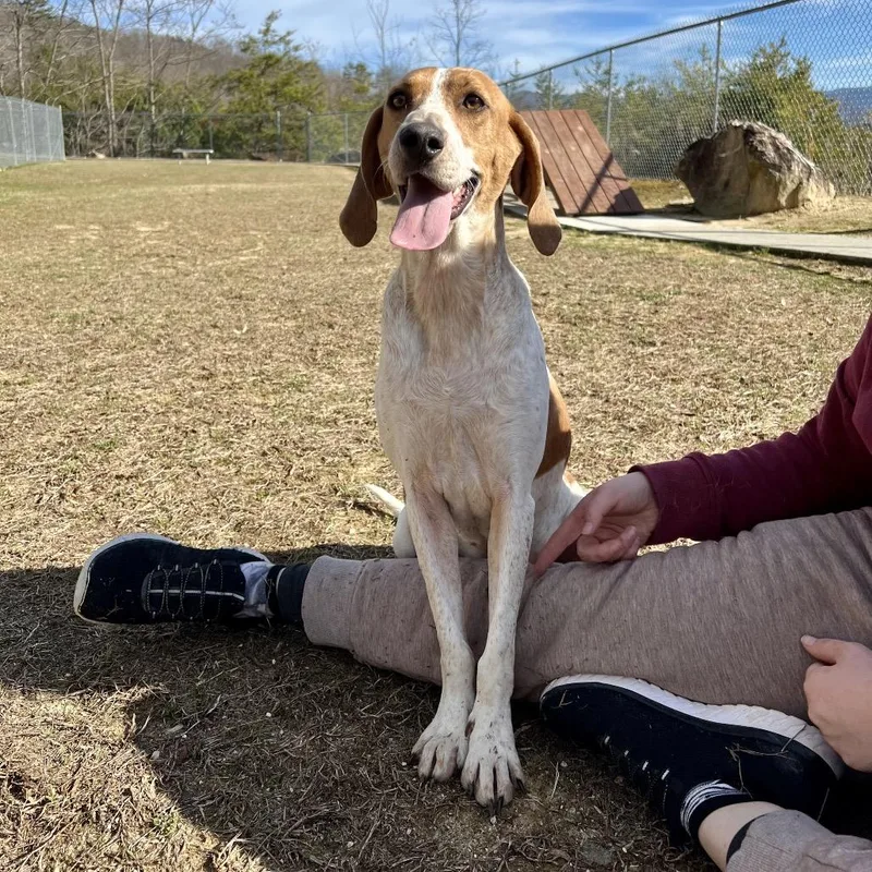 Cookie Crumble thumbnail 2