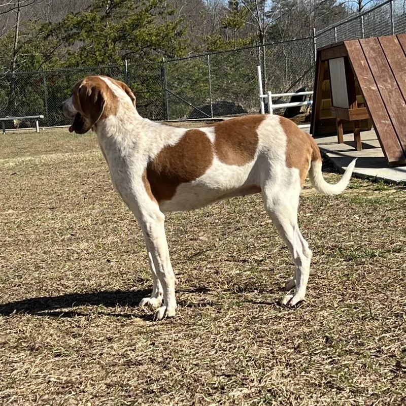 Cookie Crumble thumbnail 3