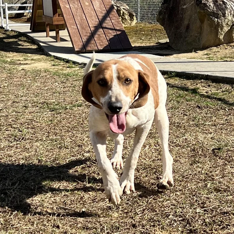 Cookie Crumble thumbnail 4