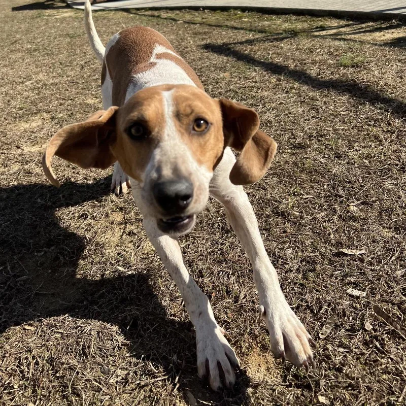 Cookie Crumble thumbnail 5