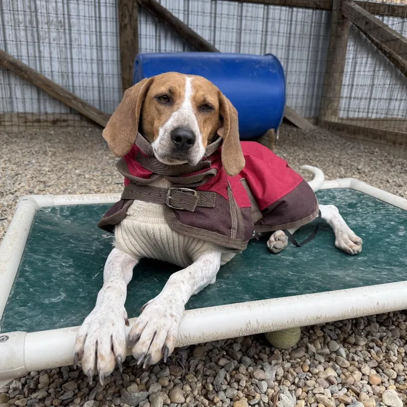 Cookie Crumble thumbnail 6