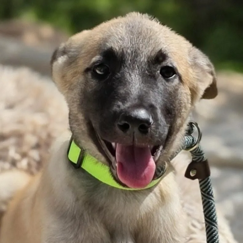 A young medium-sized male Bicolor German Shepherd Dog dog named Bruno for adoption in Cleveland, TX