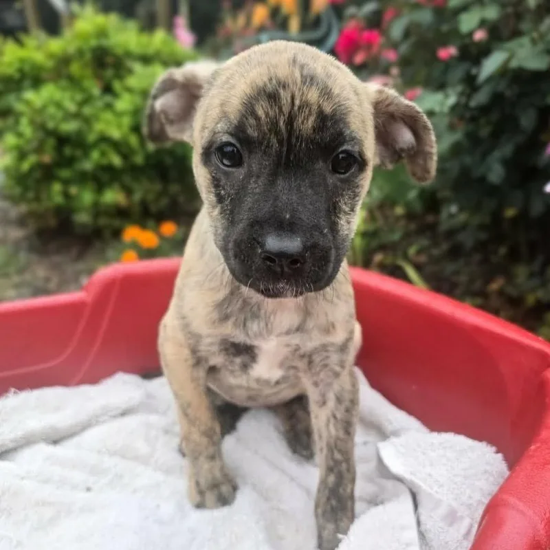 A baby medium-sized female Brindle Pit Bull Terrier dog named Romi for adoption in Griswold, CT