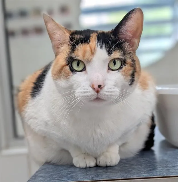 An adult medium-sized female Domestic Short Hair cat named Sybil for adoption in Canfield, OH