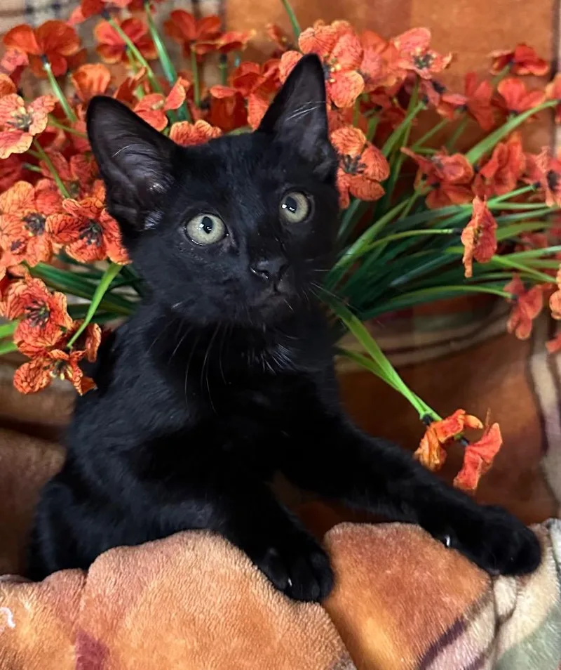 A baby small-sized female Domestic Short Hair cat named Button for adoption in Stillwater, OK