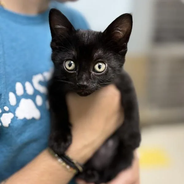 A baby medium-sized female Domestic Short Hair cat named Rapunzel for adoption in Sioux City, IA