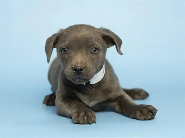 A baby small-sized male Pit Bull Terrier dog named Count Olaf for adoption in Phoenix, AZ