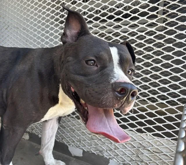 A young medium-sized male White / Cream Pit Bull Terrier dog named Alfred URGENT for adoption in Thousand Oaks, CA