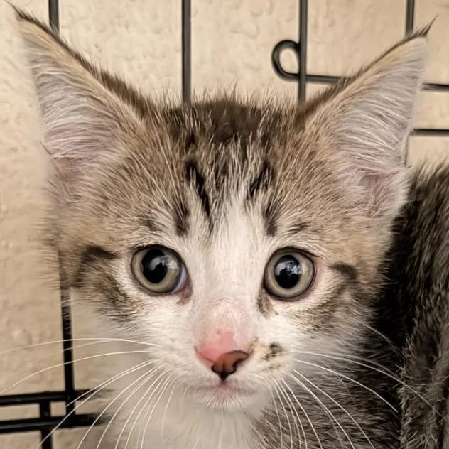 A baby small-sized male Brown / Chocolate Domestic Short Hair cat named Sherlock Chino Hills Location for adoption in Chino Hills, CA