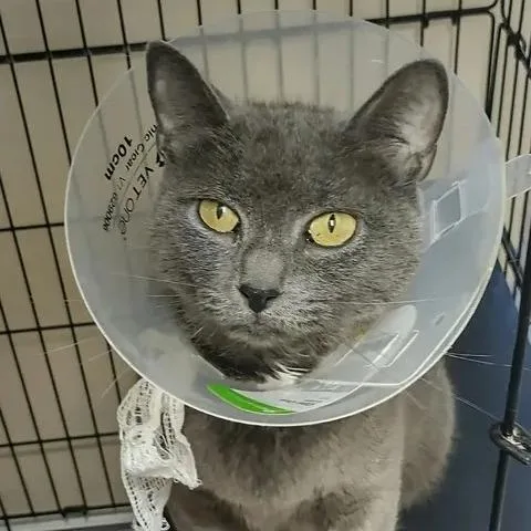 An adult small-sized female Gray / Blue / Silver Domestic Short Hair cat named Stormcloud for adoption in Winthrop, ME