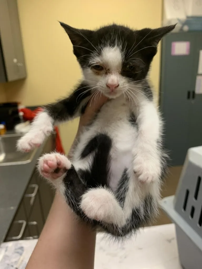 A baby medium-sized male Domestic Short Hair cat named Yankees for adoption in Florence, SC