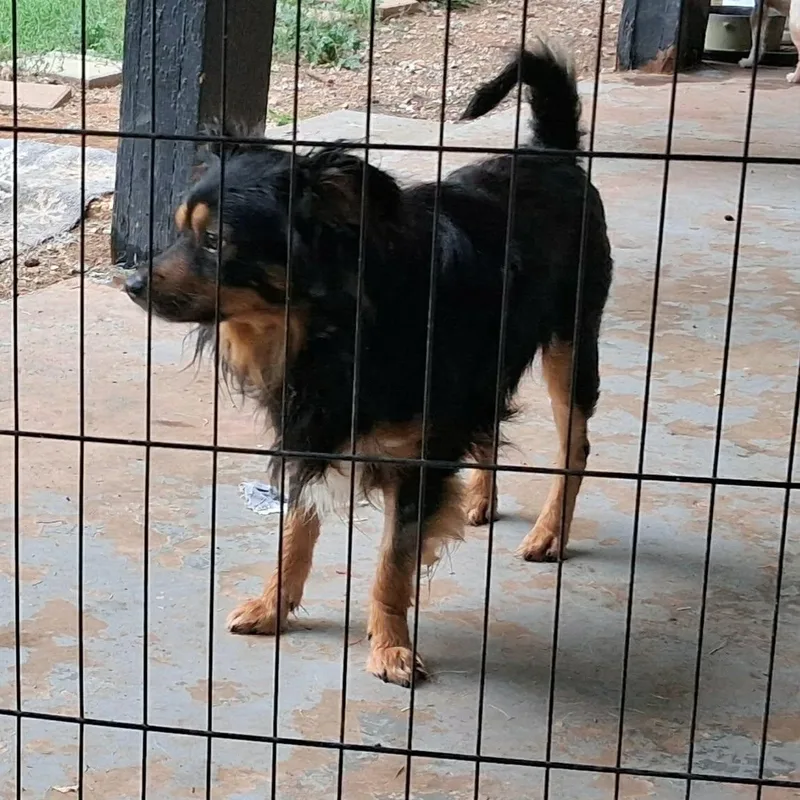 A young small-sized male Chihuahua dog named Torres for adoption in Oklahoma City, OK