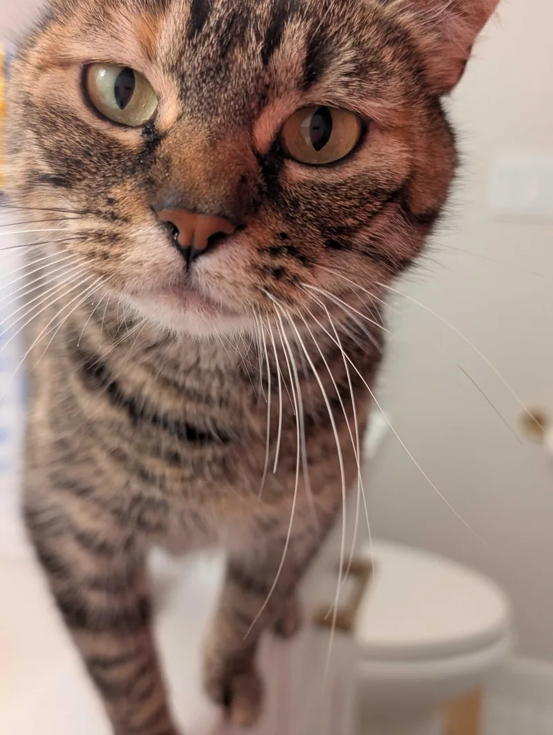 An adult medium-sized female Torbie Domestic Short Hair cat named Florence for adoption in Seattle, WA