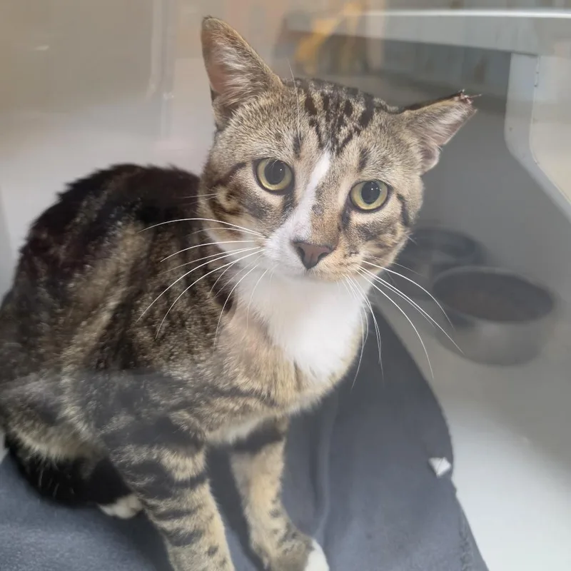 A young small-sized male Brown / Chocolate Domestic Short Hair cat named Finny for adoption in Troy, IL