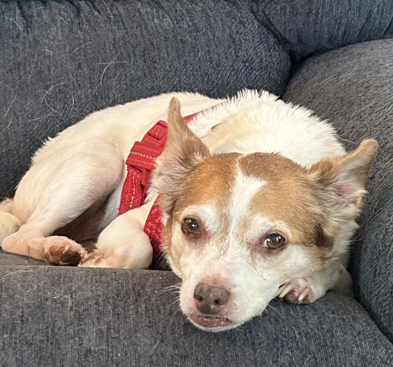 An adult small-sized male White / Cream Jack Russell Terrier dog named Craig for adoption in Sarasota, FL