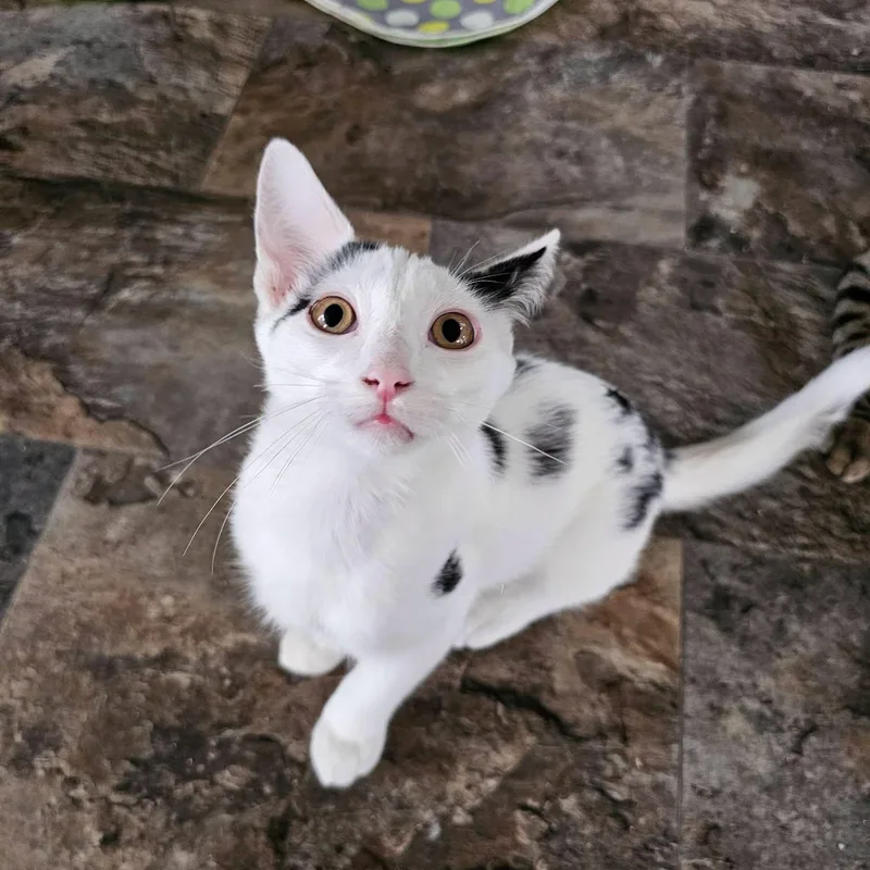 A baby medium-sized male Black & White / Tuxedo Domestic Short Hair cat named Apollo for adoption in Freeland, MI