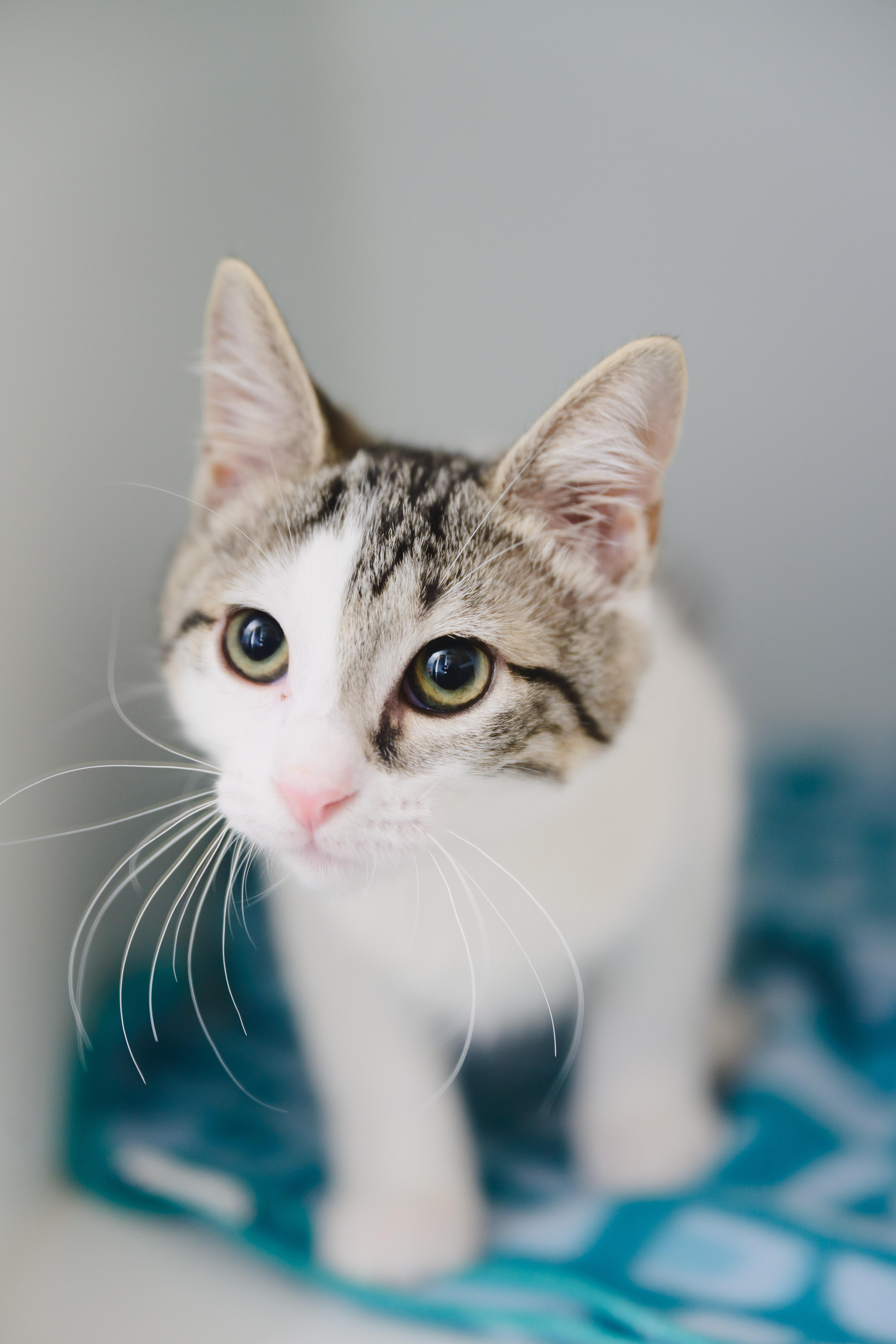 A baby small-sized female Domestic Short Hair cat named Miso for adoption in Honolulu, HI