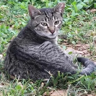 A young small-sized male Brown / Chocolate Domestic Short Hair cat named Captain Ne Meow for adoption in Austin, TX