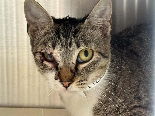 A young small-sized female Domestic Short Hair cat named Rachael for adoption in Tustin, CA