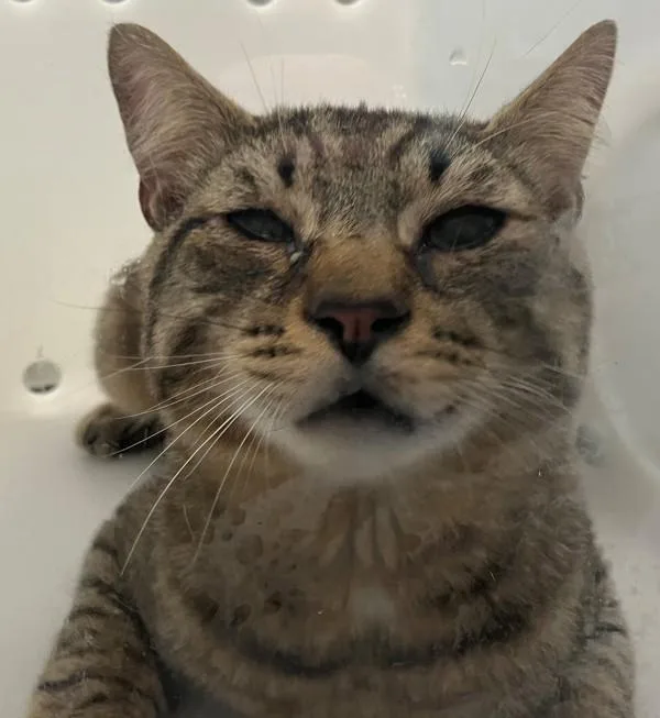 A young medium-sized male Domestic Short Hair cat named Jack for adoption in Staten Island, NY