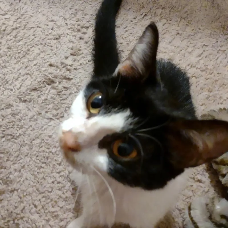 Daisy Mae thumbnail 6