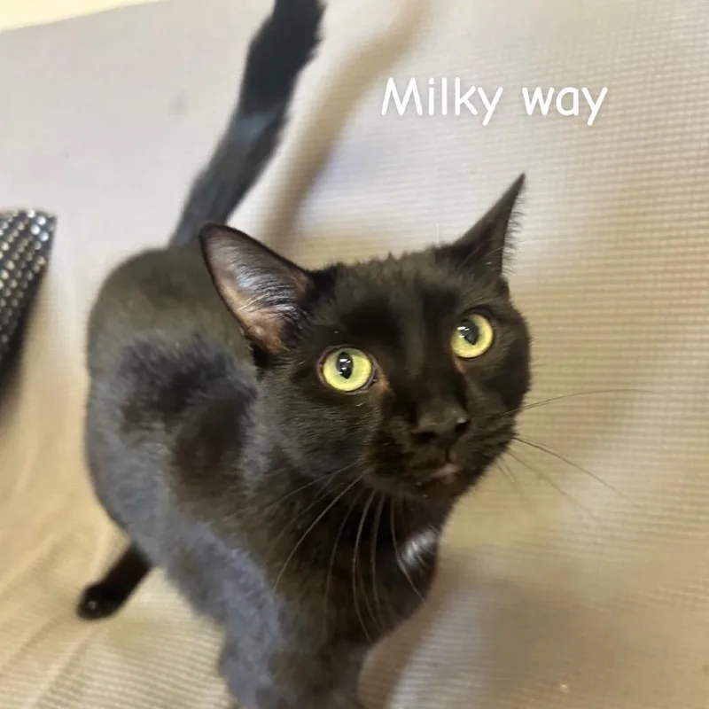 A young medium-sized male Black Domestic Short Hair cat named Milkyway Meet Me At for adoption in Buffalo, MN