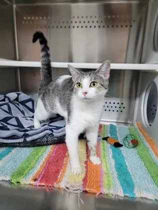 An adult medium-sized female Domestic Short Hair cat named Shaker for adoption in Fergus Falls, MN