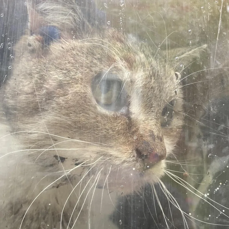 An adult medium-sized male Gray / Blue / Silver Domestic Short Hair cat named Flexo for adoption in Philadelphia, PA