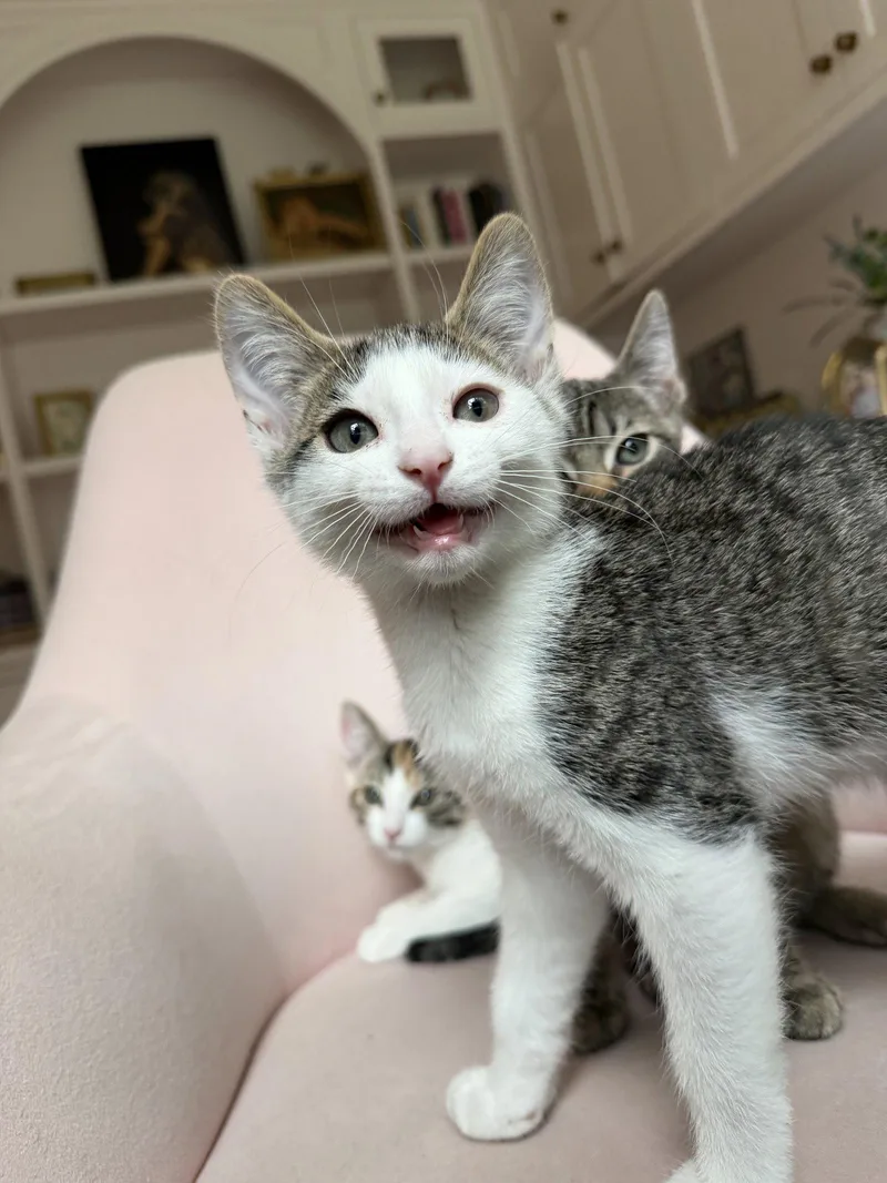 A baby small-sized male Tabby cat named Laurent for adoption in Walnut Creek, CA
