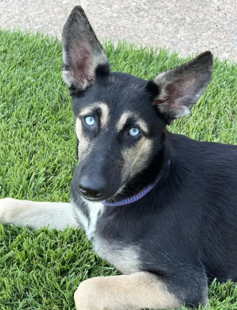 A baby medium-sized female German Shepherd Dog dog named Poppy for adoption in Little Rock, AR