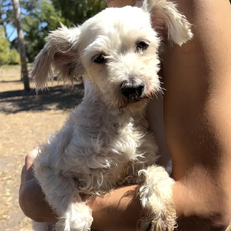 Nellie
