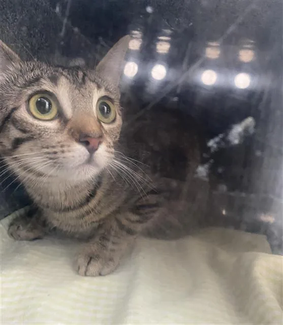 A young medium-sized female Domestic Short Hair cat named Aurora for adoption in Dallas, TX