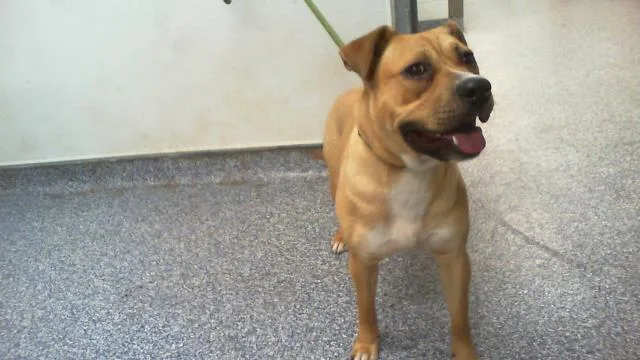 A young medium-sized male Mixed Breed dog named Luca for adoption in Charlotte, NC