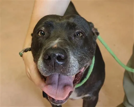 An adult large-sized female Mixed Breed dog named Midnight for adoption in Columbia, SC